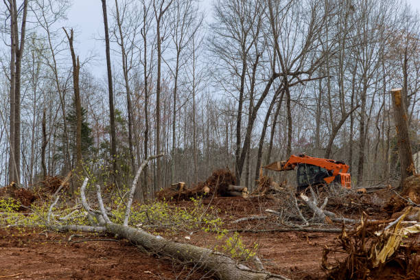 Montz, LA Tree Services Company